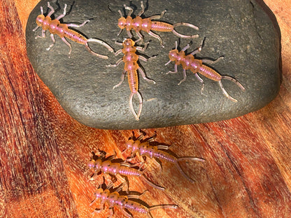 Stone Fly 2” floating